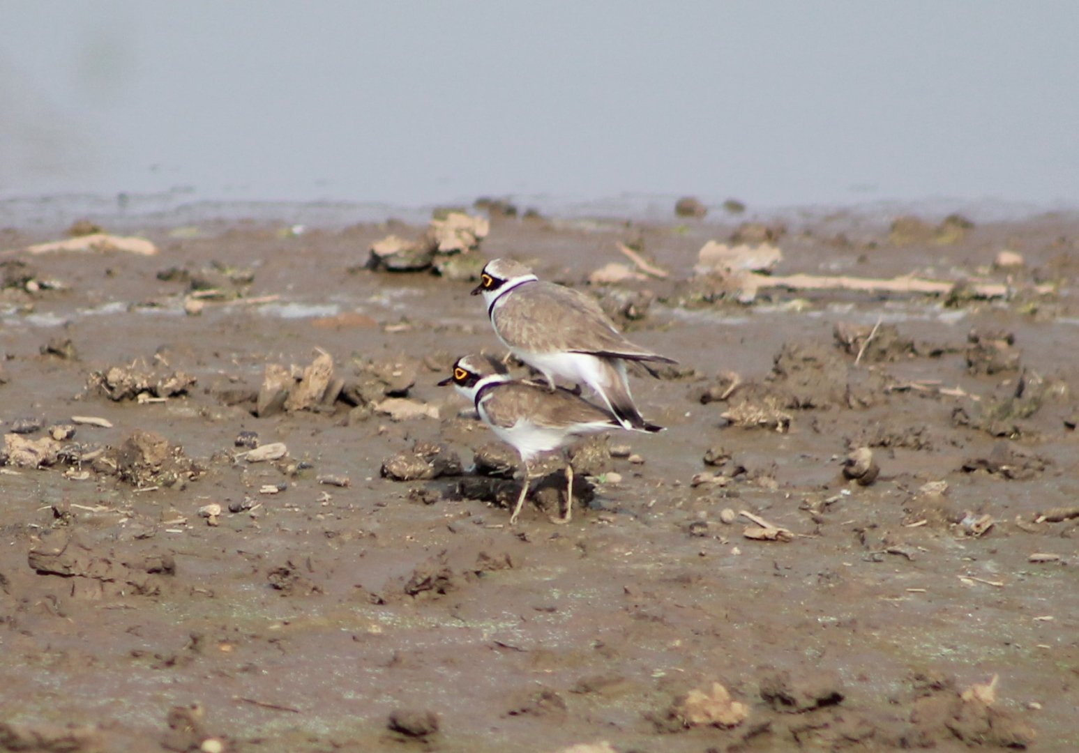 Little Ringed Plovers (Charadrius dubius)