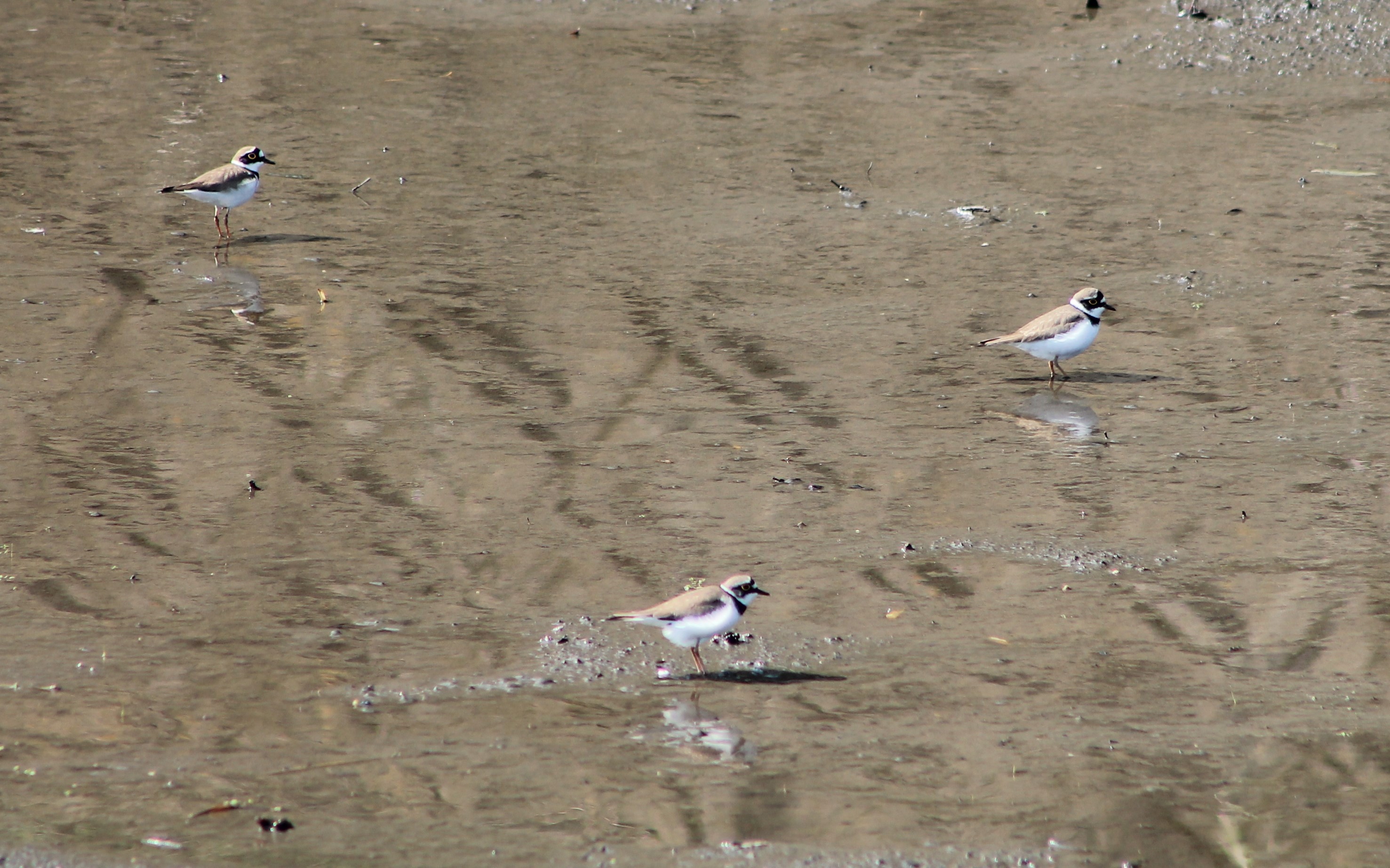 Little Ringed Plovers (Charadrius dubius)