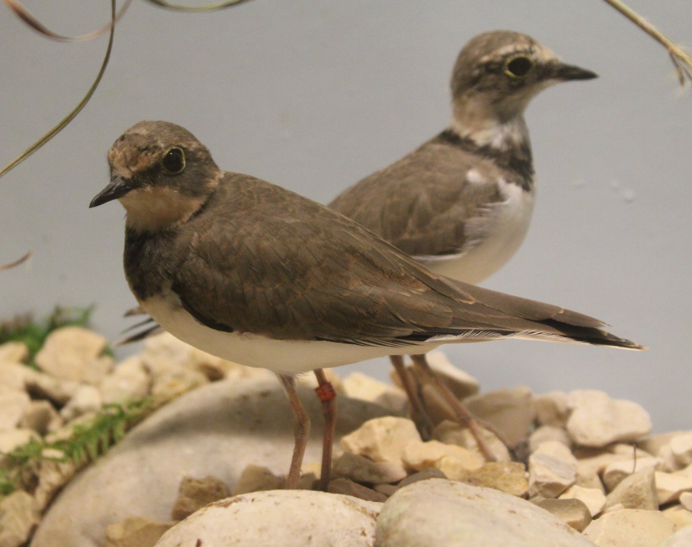 Little ringed plovers