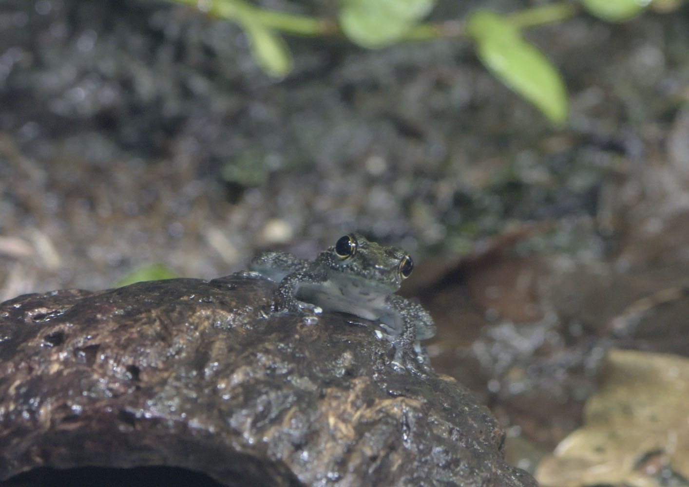 Little rock frog