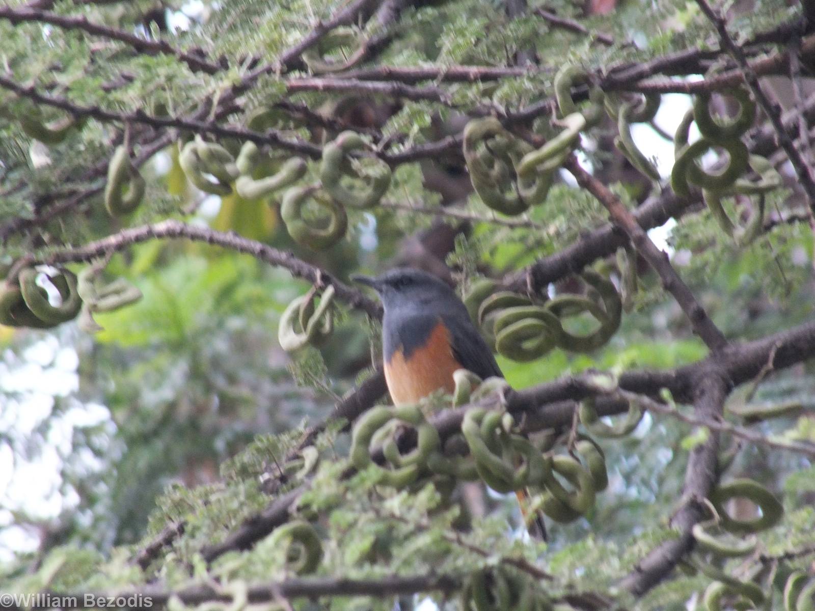 Little Rock Thrush- 2013