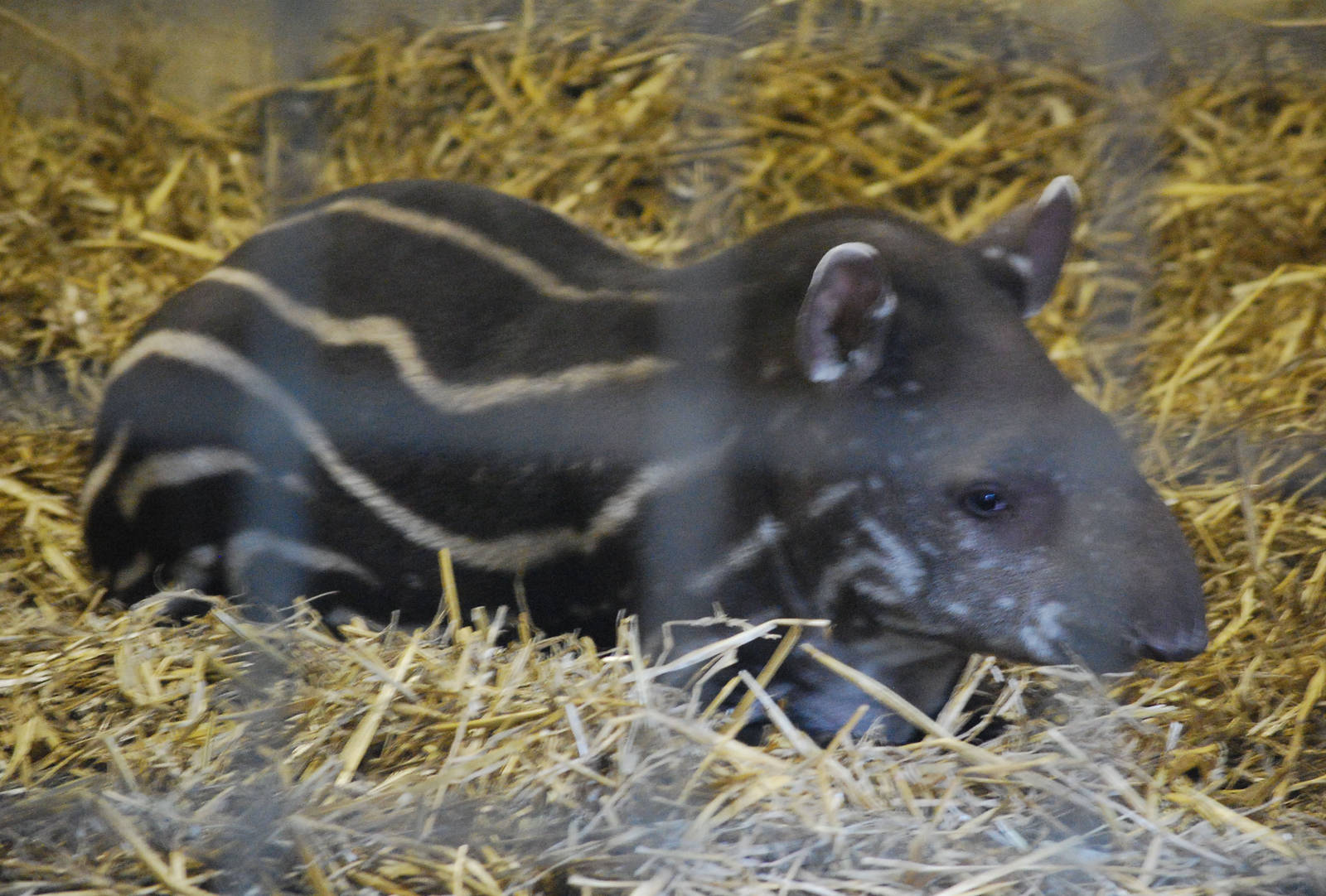 LITTLE RONNIE STRIPES BACK!