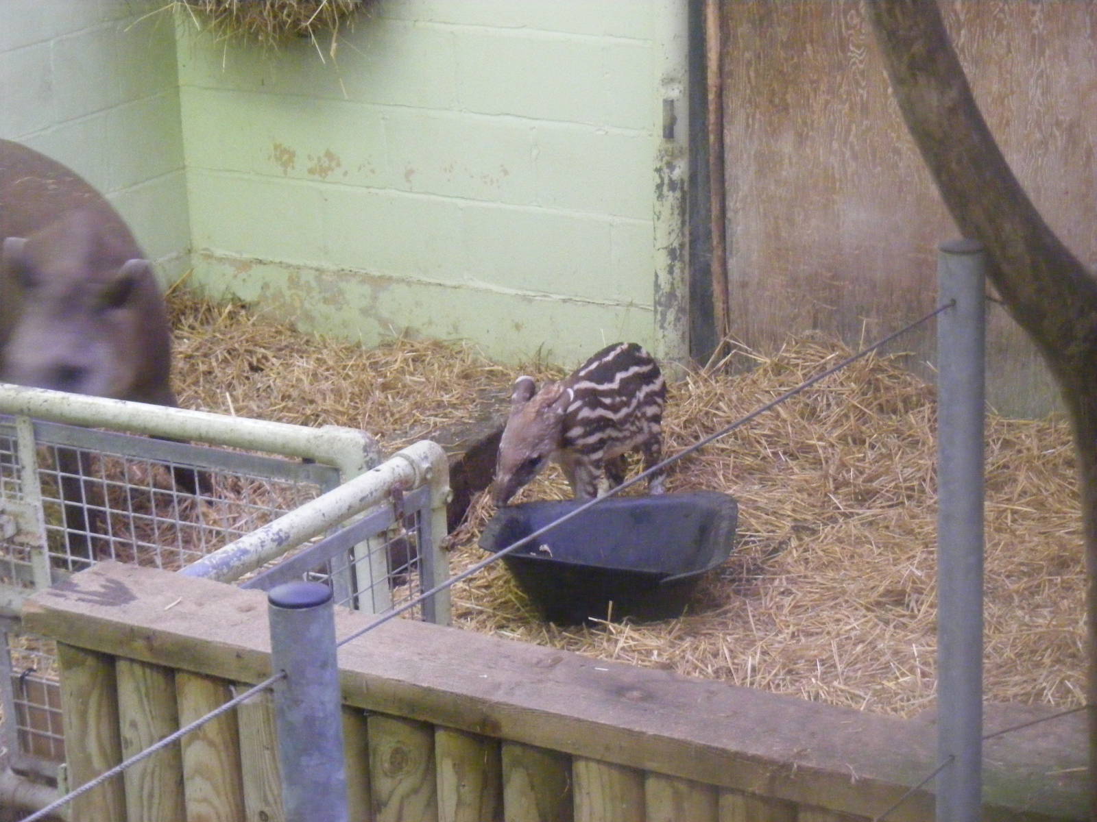 Little Ronny the Brazilian tapir calf at Marwell Wildlife, 30 October 2011