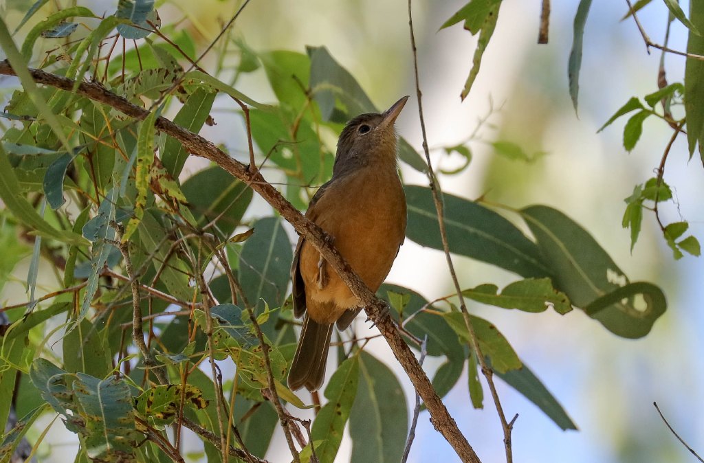 Little (Rufous) Shrike-thrush