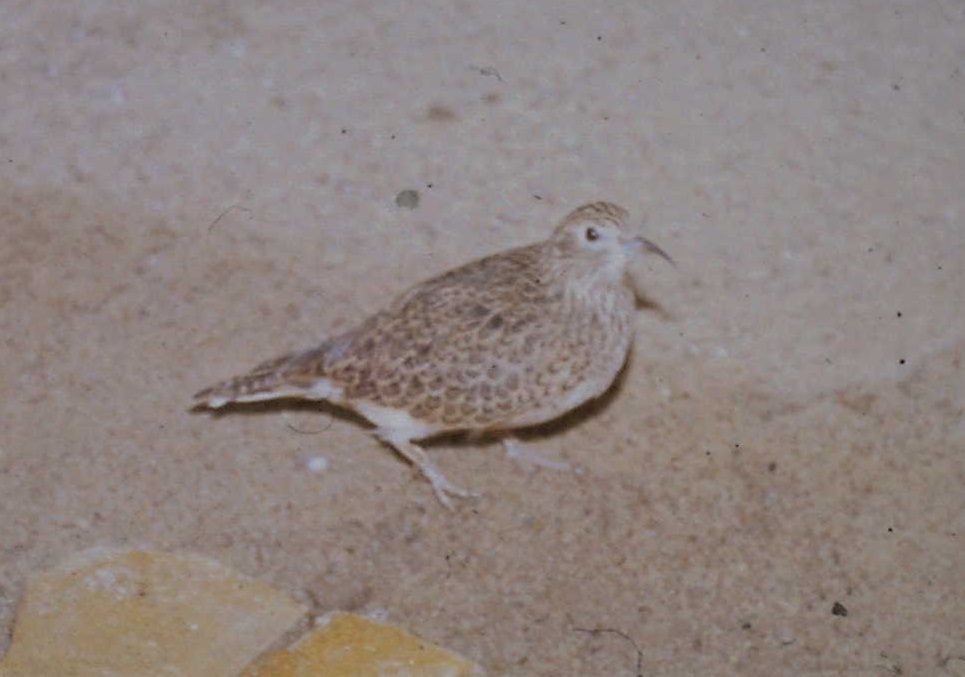 Little seedsnipe female