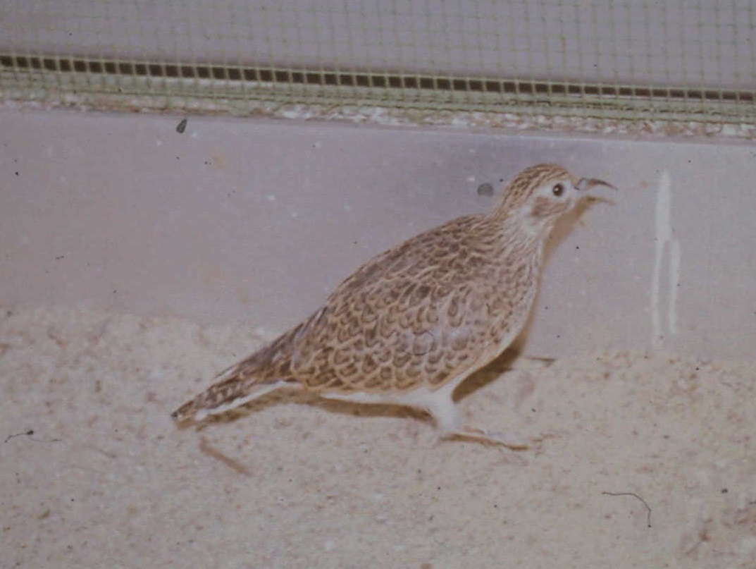 Little seedsnipe female