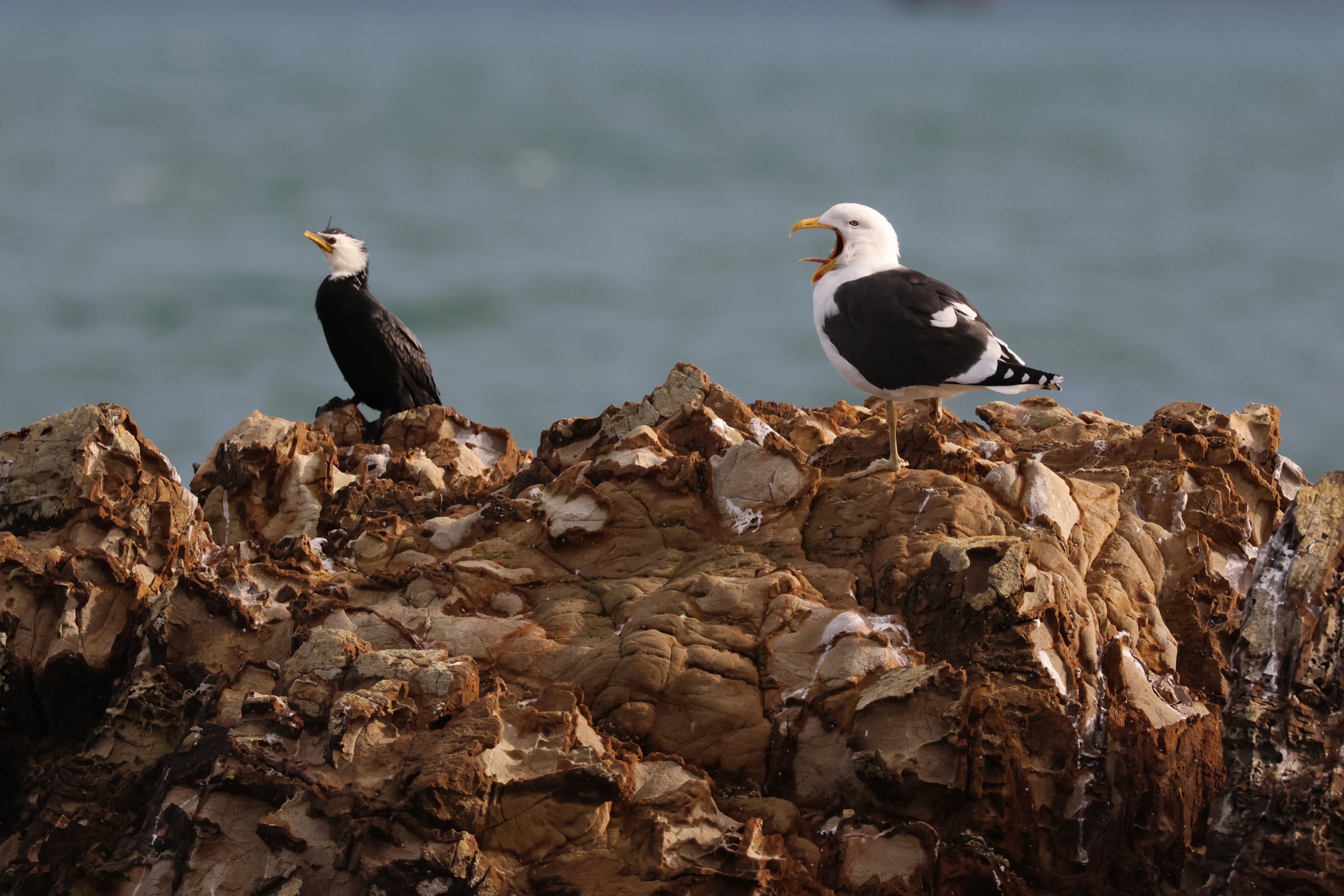 Little Shag (left) & Kelp Gull (right), Pencarrow Coast Road (Lower Hutt, Wellington)