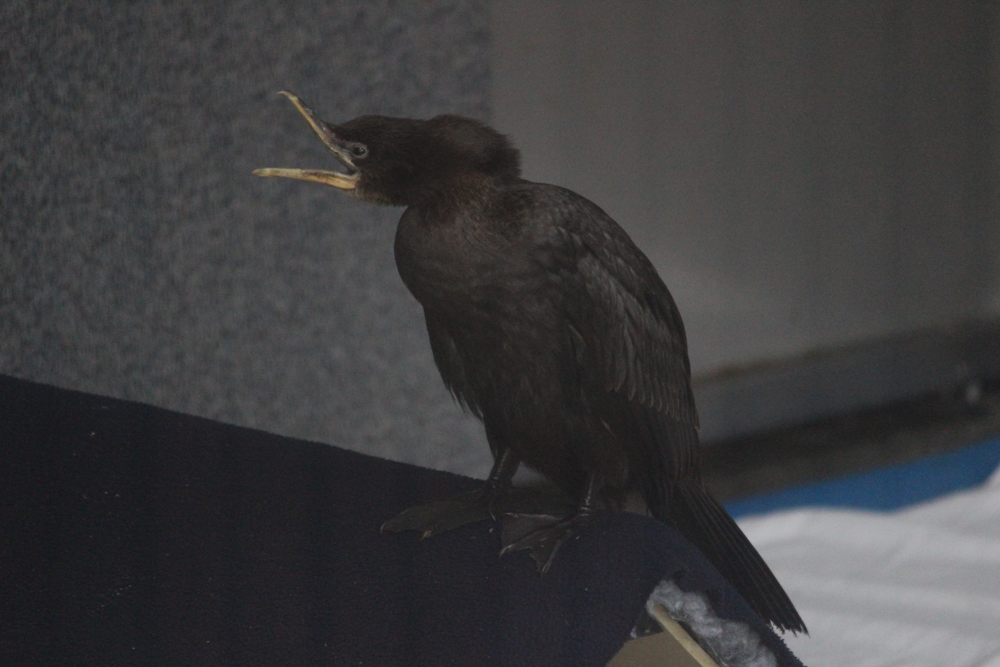 Little Shag (Little Pied Cormorant) juvenile (rehab bird at The Nest)