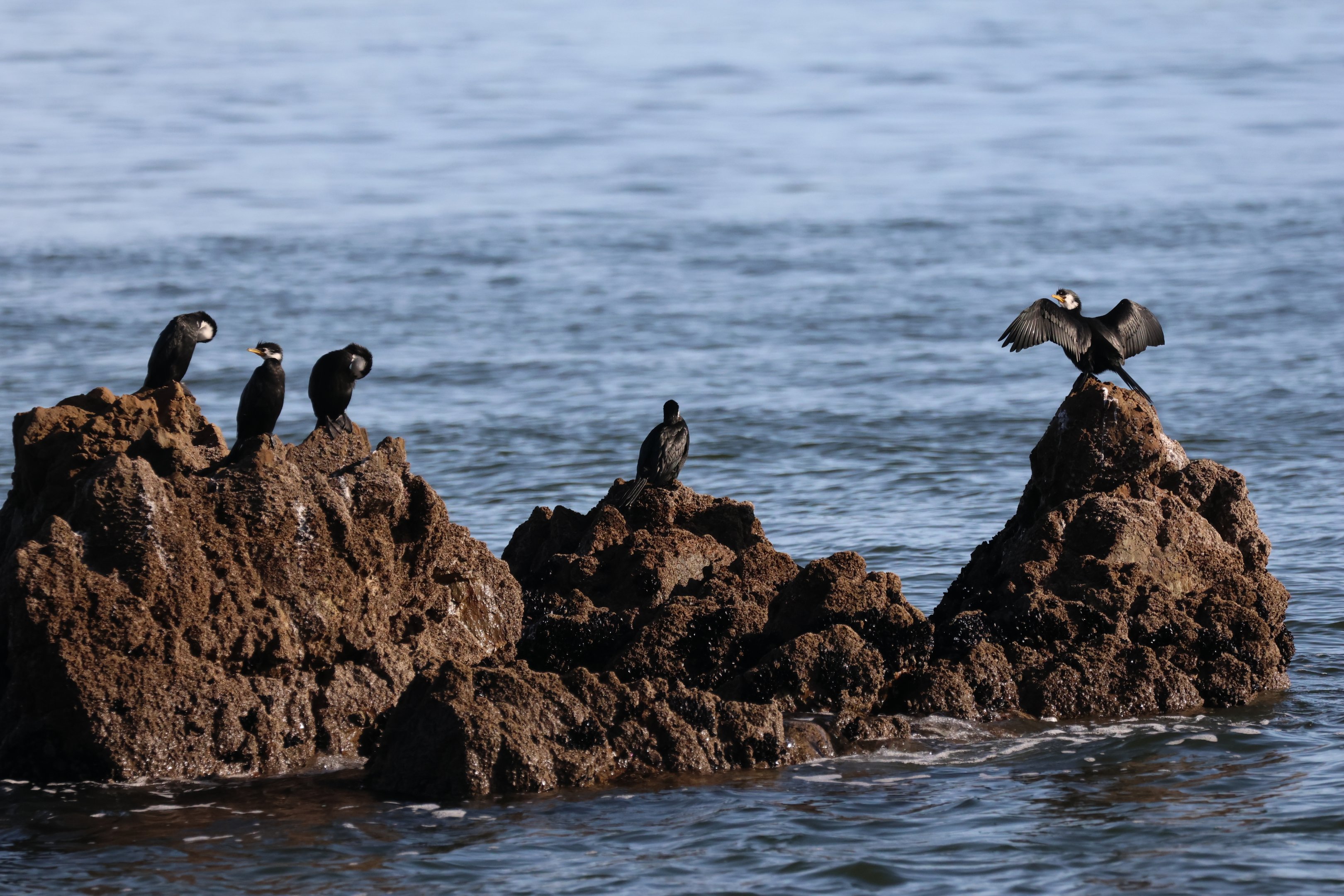 Little Shag (Microcarbo melanoleucos brevirostris) flock, Pencarrow Coast Road (Lower Hutt, Wellington)