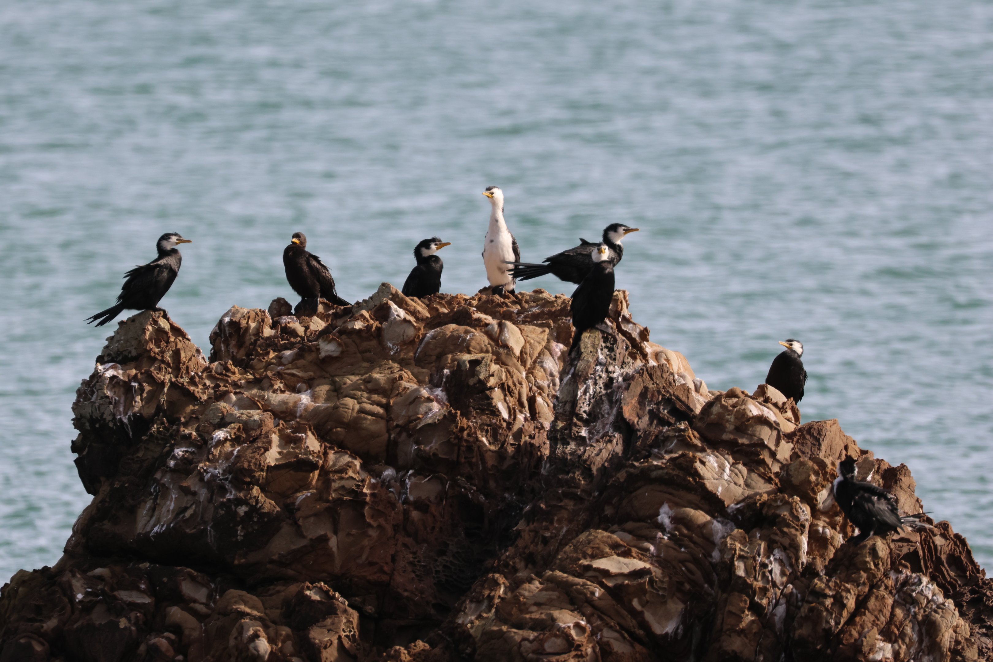 Little Shag (Microcarbo melanoleucos brevirostris) flock, Pencarrow Coast Road (Lower Hutt, Wellington)