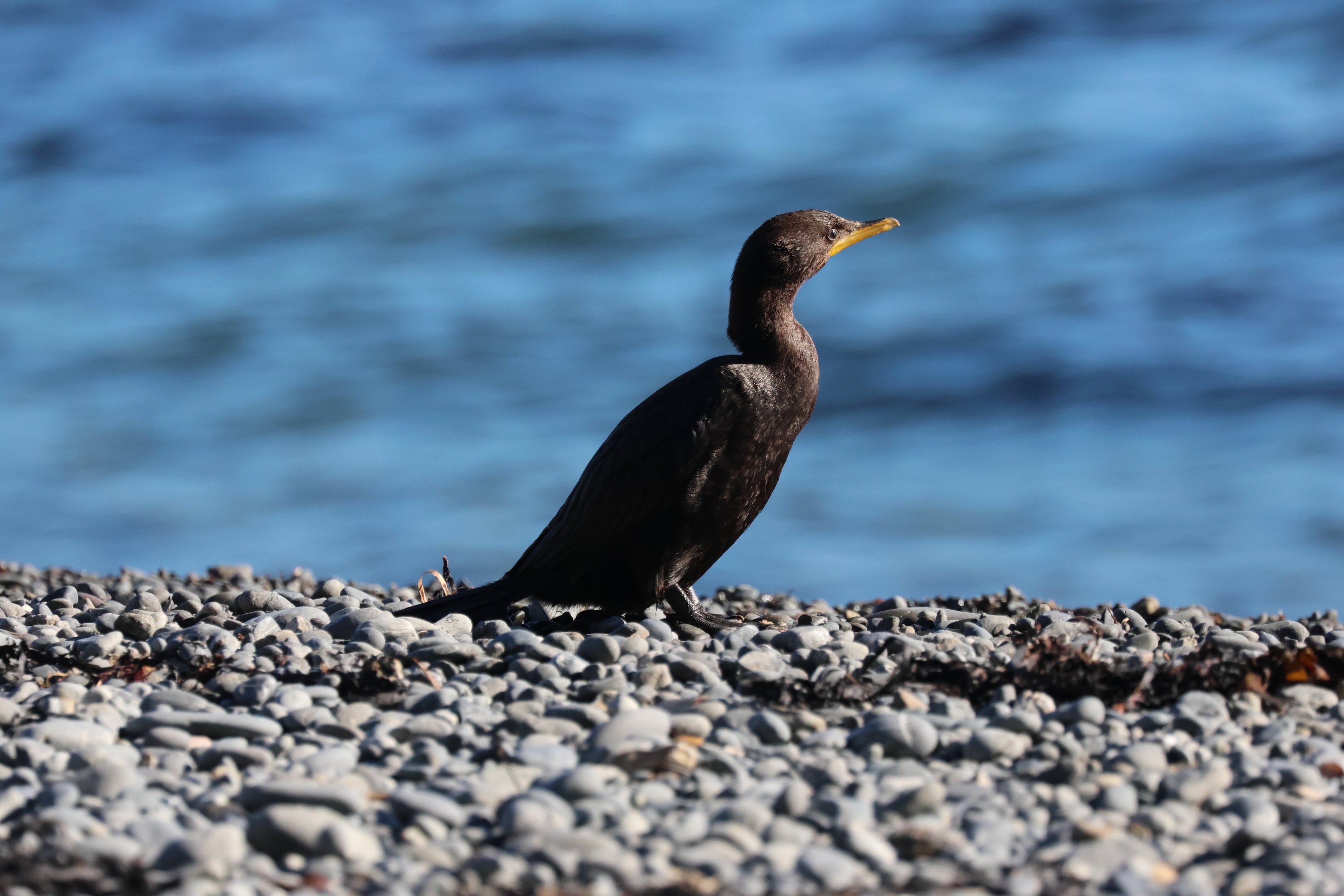 Little Shag (Microcarbo melanoleucos brevirostris) juvenile, Pencarrow Coast Road (Lower Hutt, Wellington)