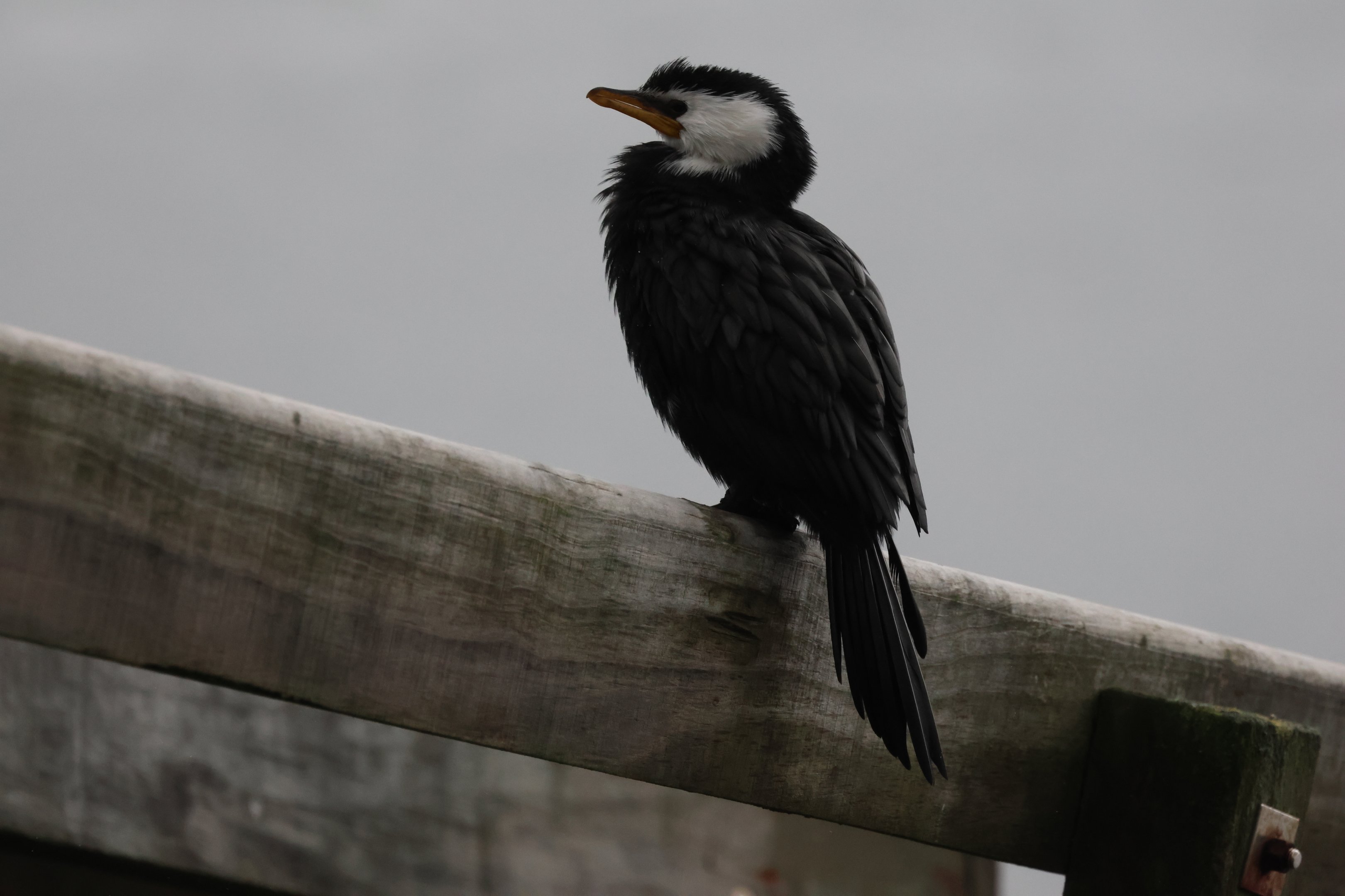 Little Shag (Microcarbo melanoleucos brevirostris), Lowry Bay (Eastbourne, Lower Hutt, Wellington)