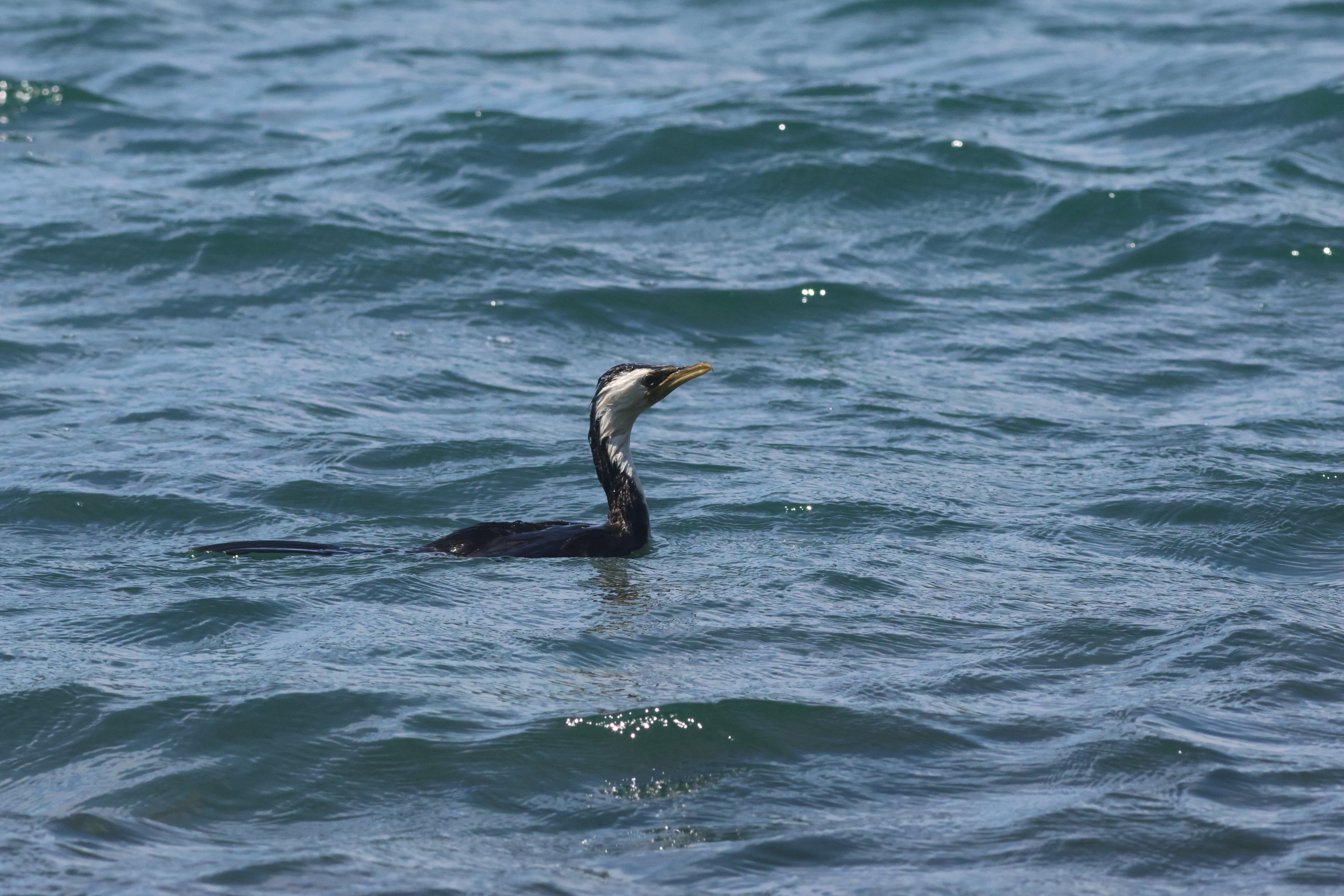 Little Shag (Microcarbo melanoleucos brevirostris), Mātiu/Somes Island