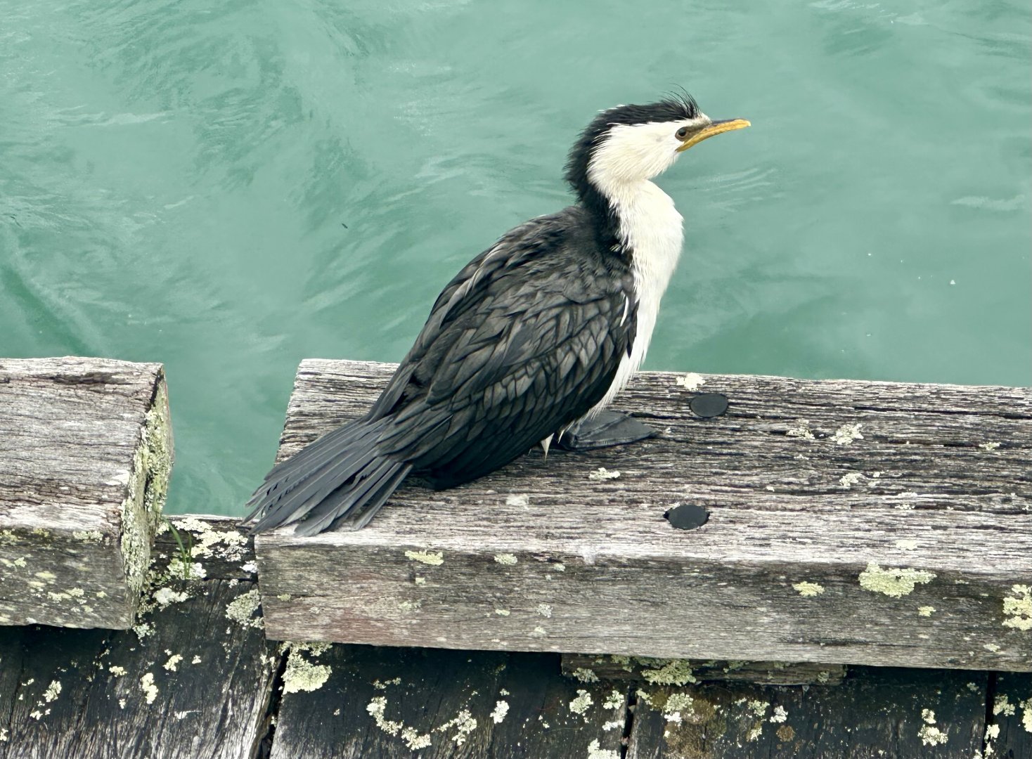 Little shag (Microcarbo melanoleucos)