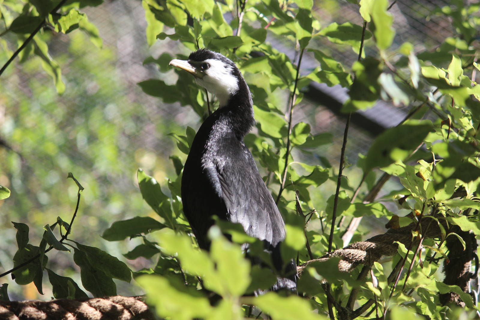 Little Shag, Rainbow Springs