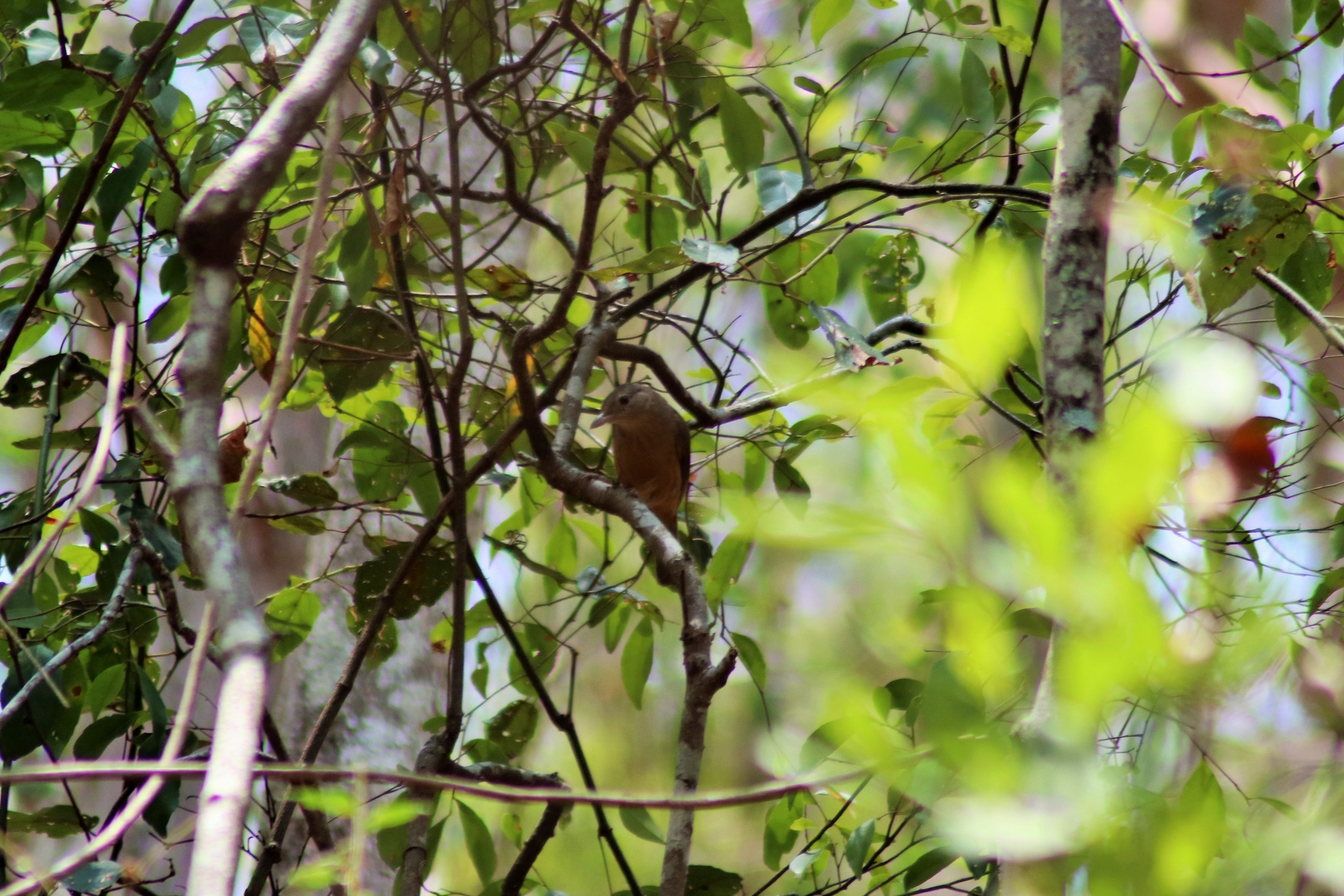 Little Shrike Thrush (Colluricincla megarhyncha)