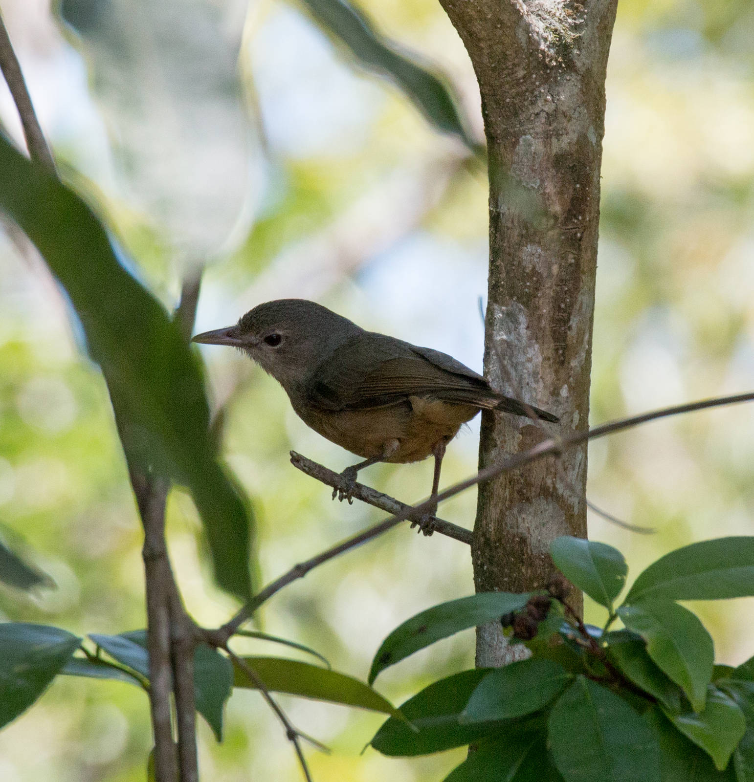 Little Shrike-thrush