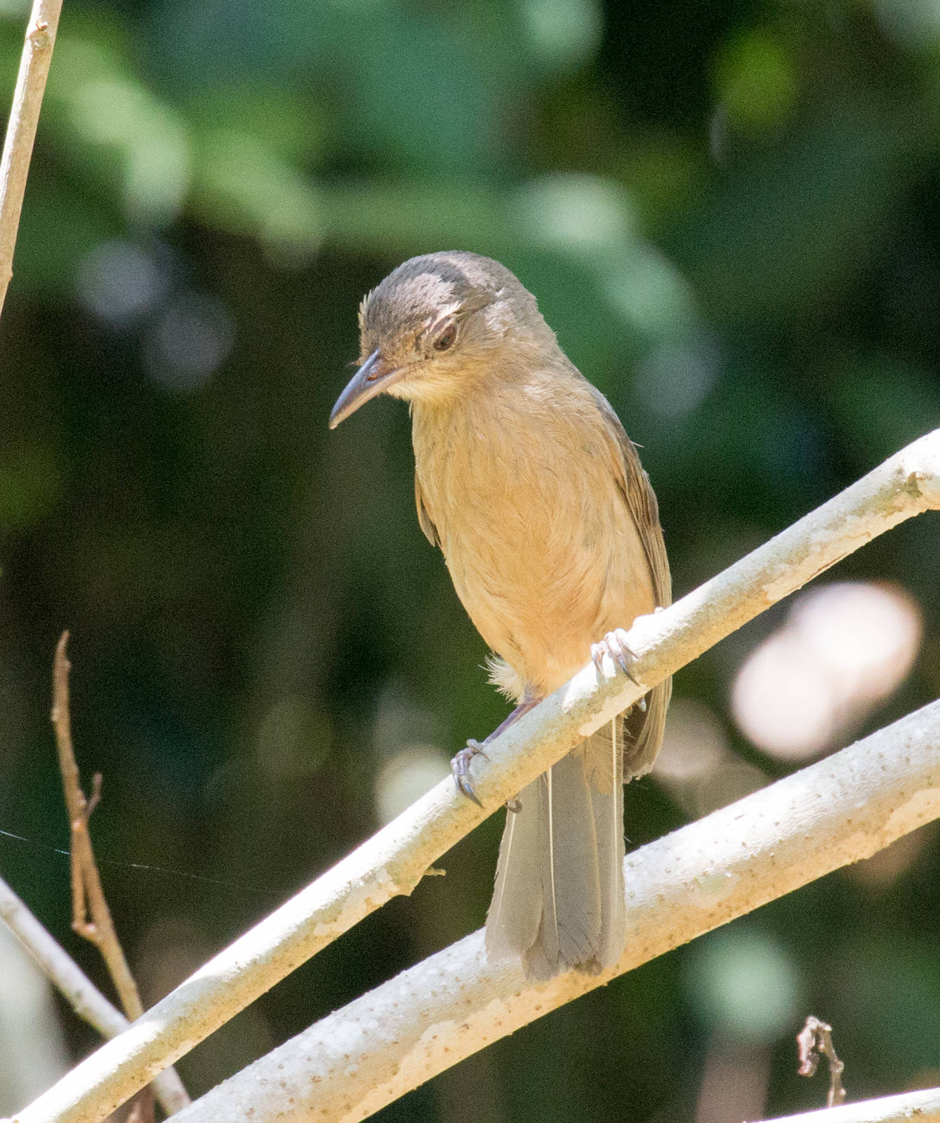 Little Shrike-thrush