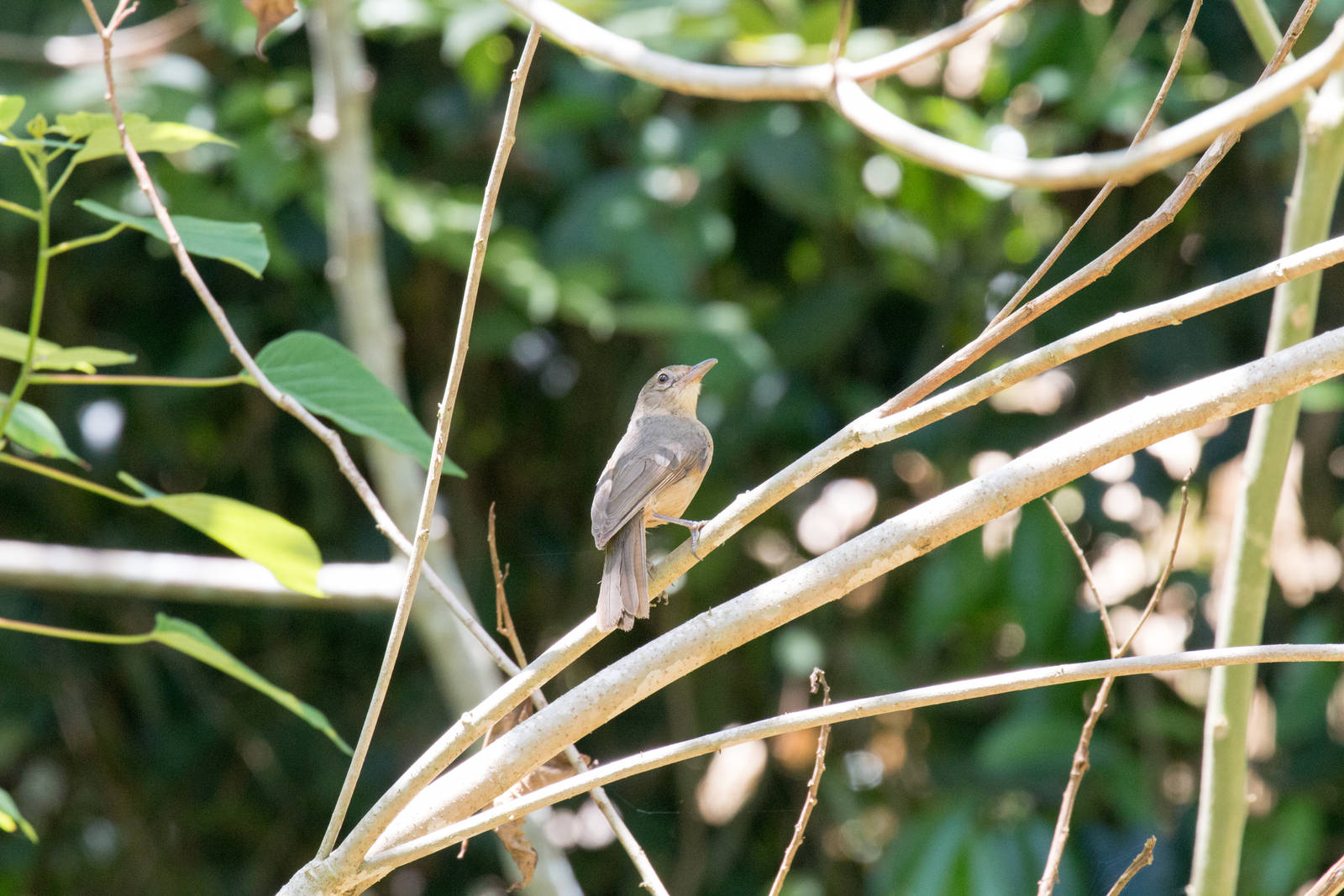 Little Shrike-thrush