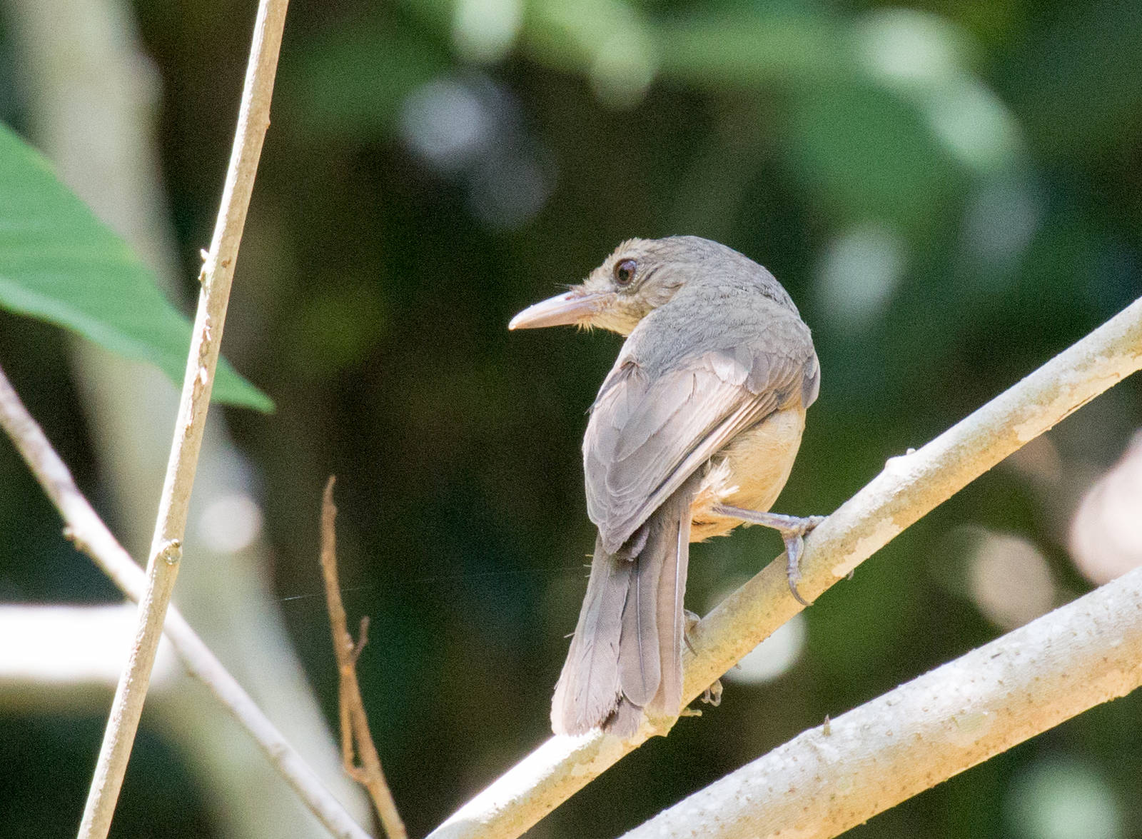 Little Shrike-thrush