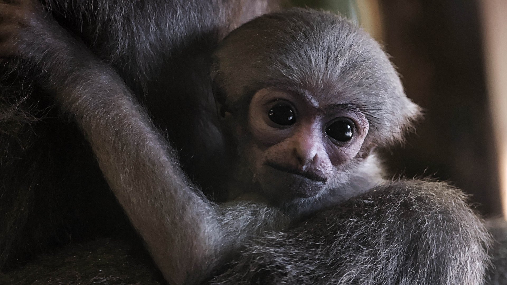 Little silvery gibbon