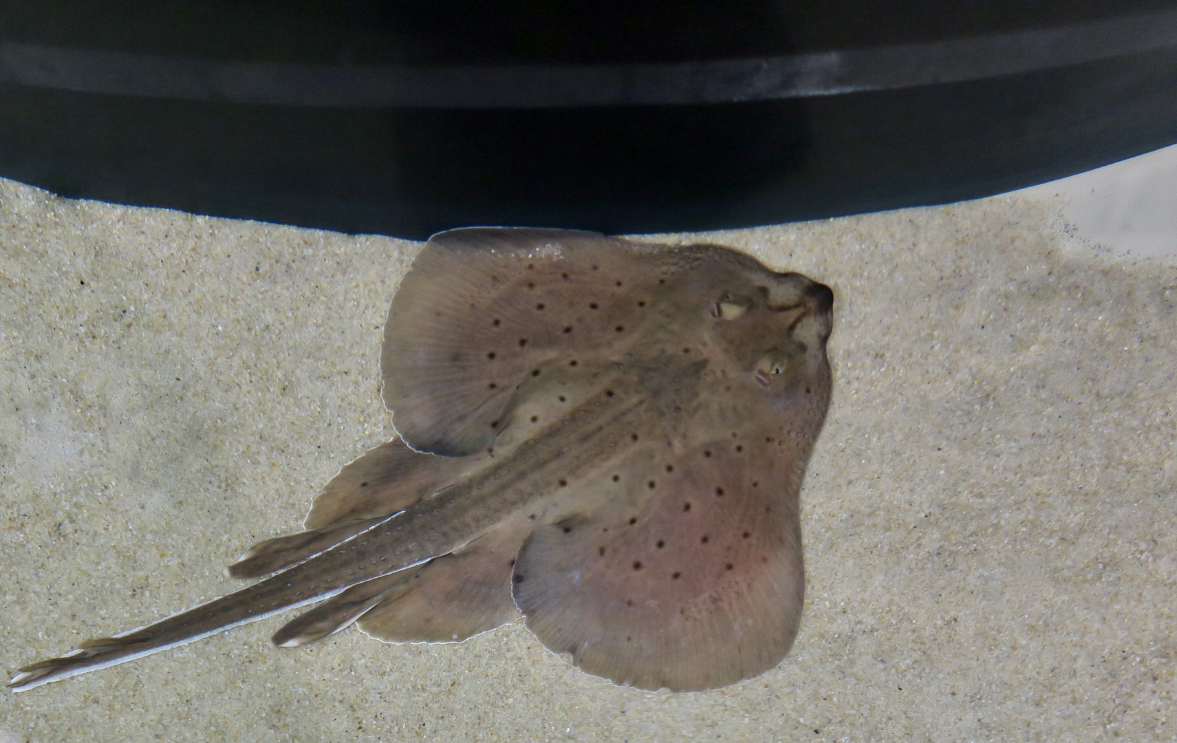 Little Skate (Leucoraja eglanteria)