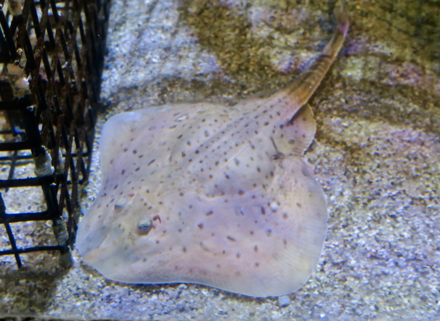 Little Skate (Leucoraja erinacea)