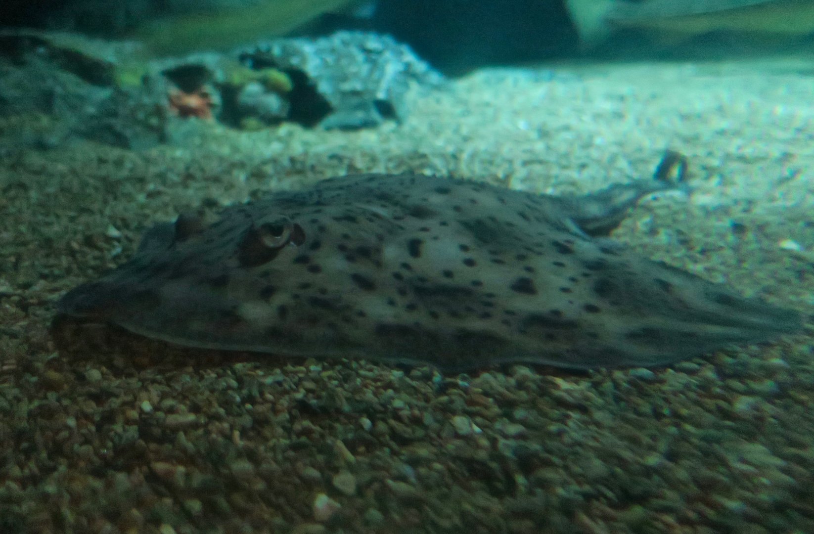 Little Skate (Leucoraja erinacea)