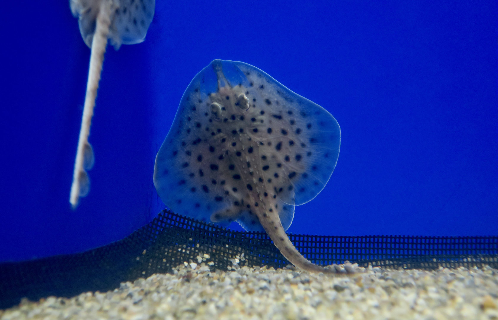 Little Skate (Leucoraja erinacea)
