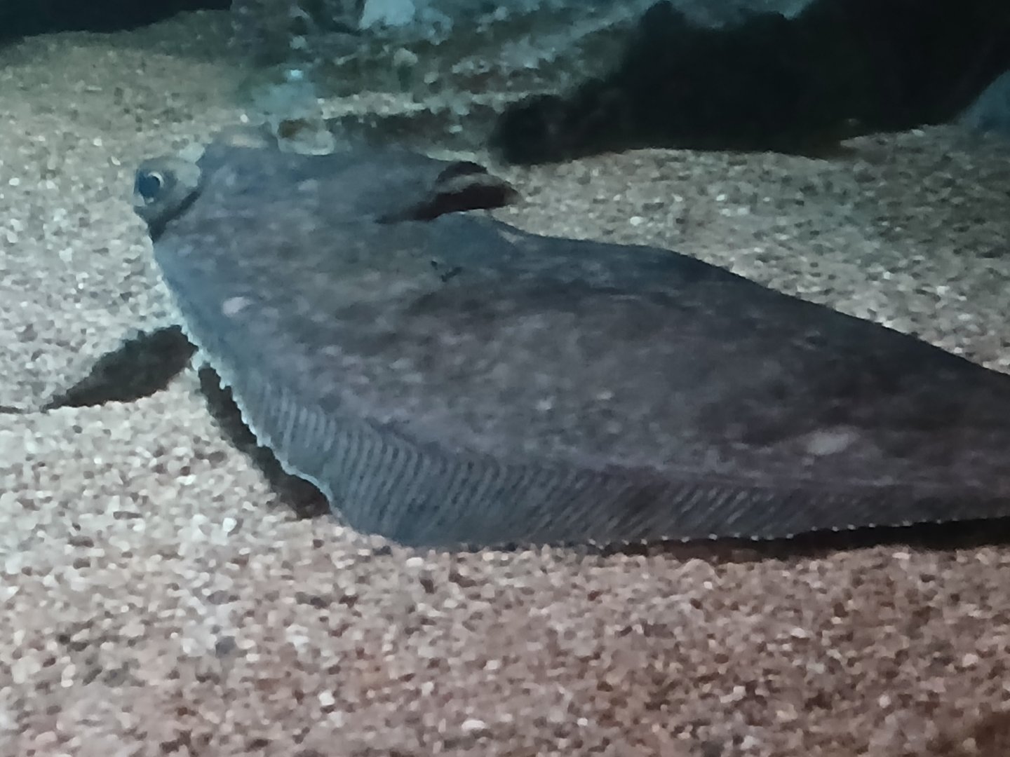 Little Skate - Seen Jan 29 2025