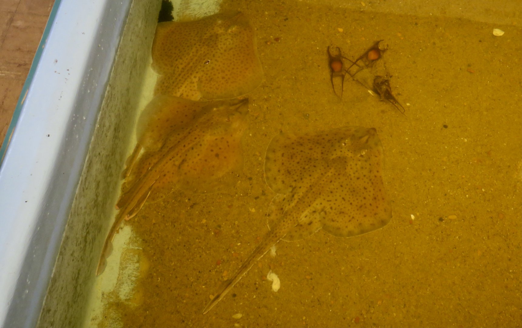 Little Skates (Leucoraja erinacea) and egg cases