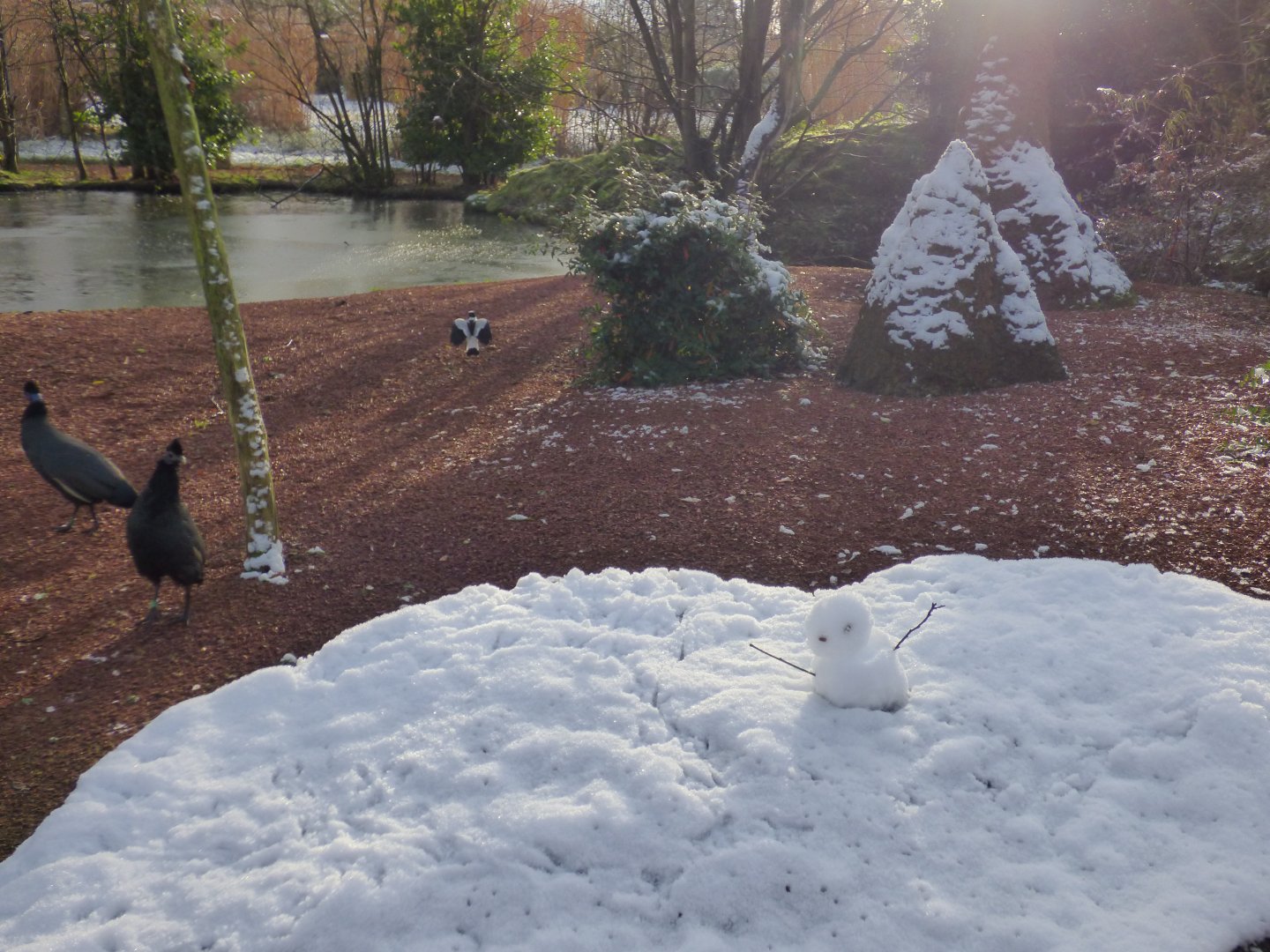 Little snowman in Tsavo aviary