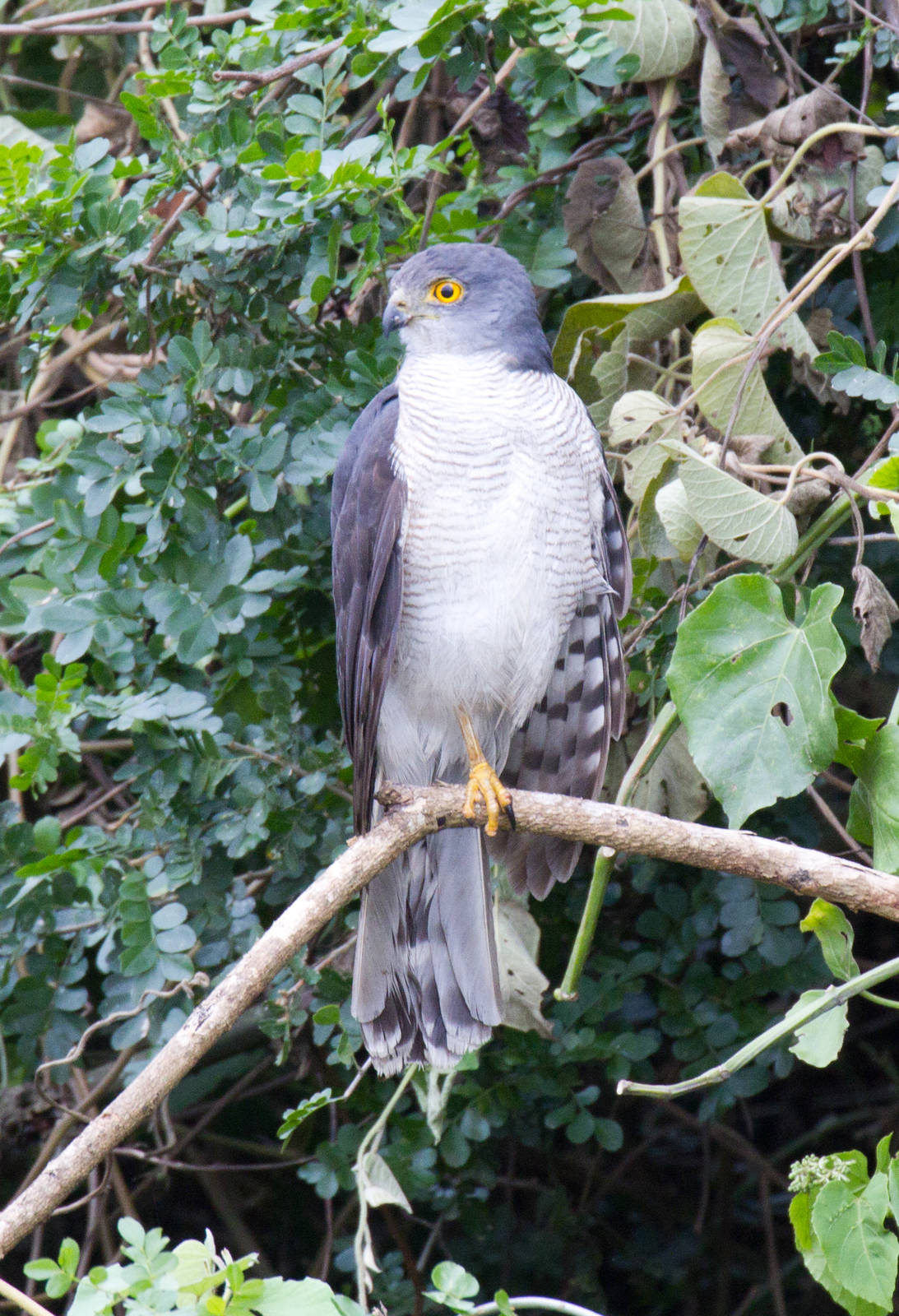 Little Sparrowhawk