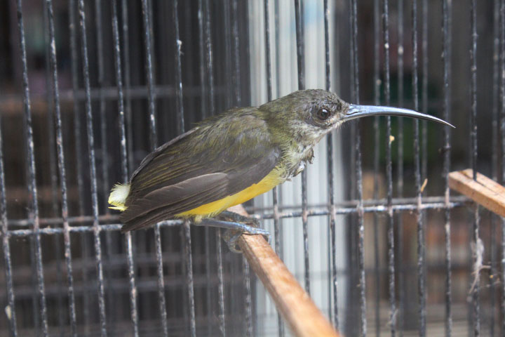 Little spiderhunter (Arachnothera longirostra prillwitzi)