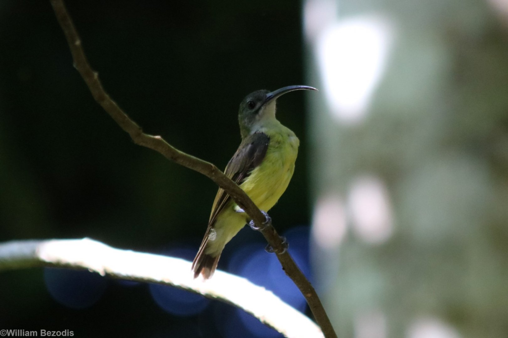 Little Spiderhunter - Sepilok