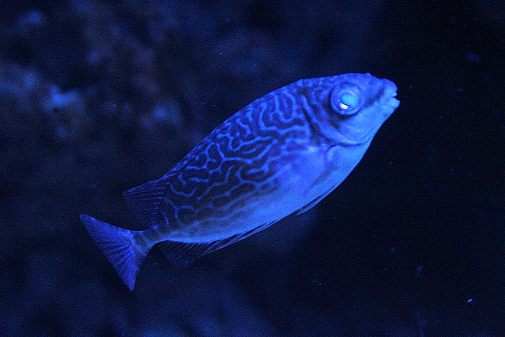 Little spinefoot (Siganus spinus) - BXSea