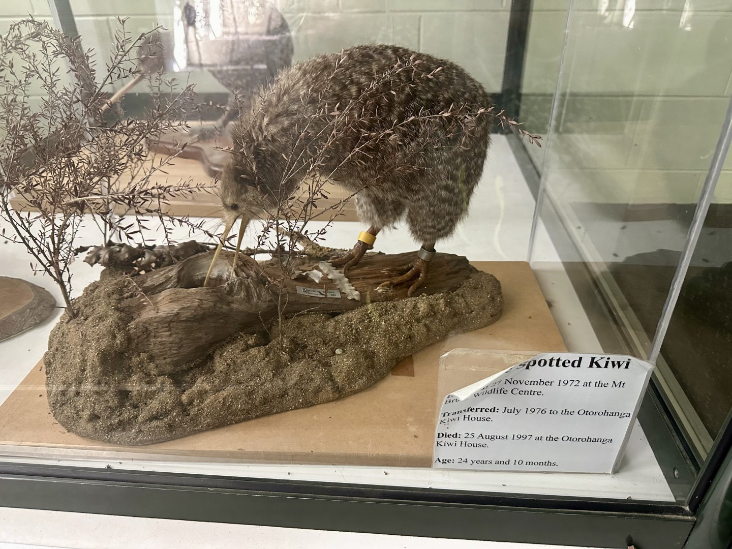 Little spotted kiwi (Apteryx owenii)