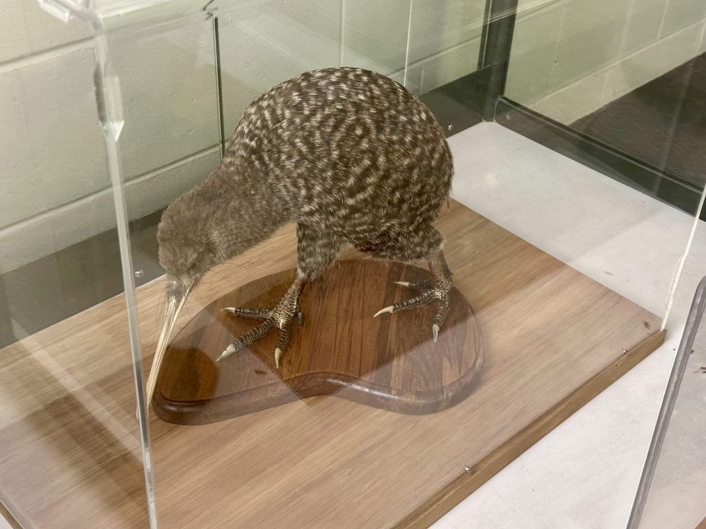 Little spotted kiwi (Apteryx owenii)