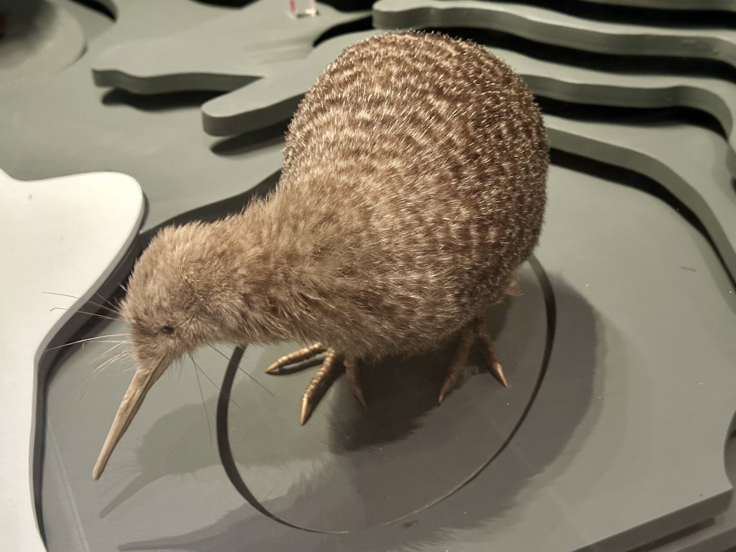 Little spotted kiwi (Apteryx owenii)