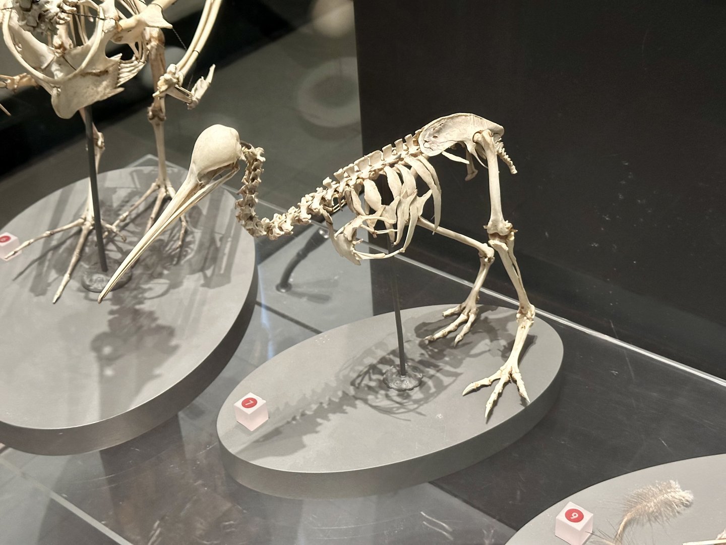 Little Spotted Kiwi (Skeleton)