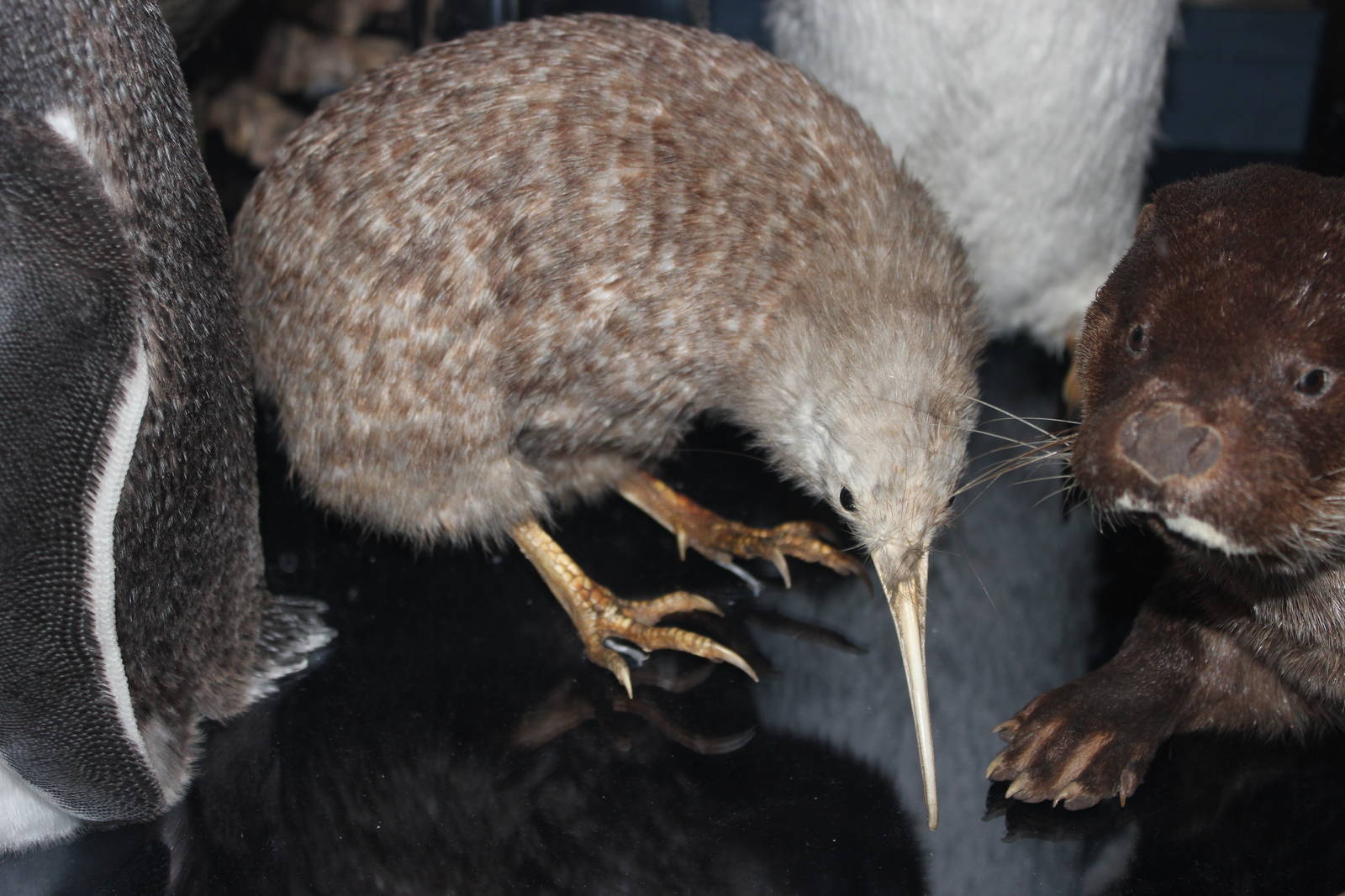 Little spotted kiwi (Taxidermy)