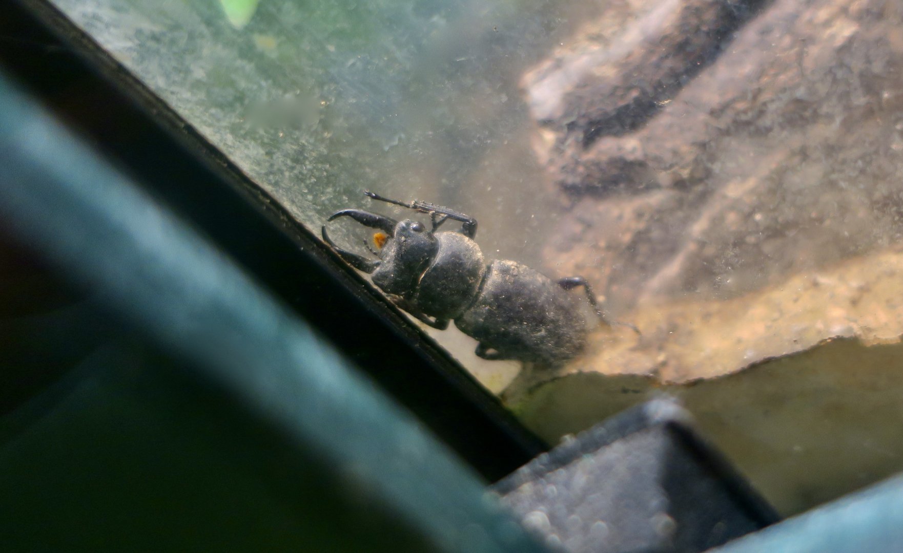 Little Stag Beetle (Dorcus rectus rectus)
