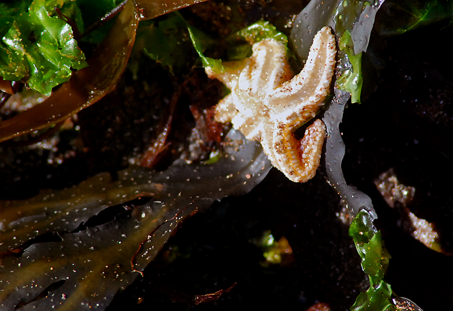 little starfish