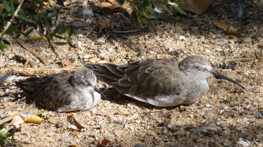 Little stint (Calidris minuta) and Curlew sandpiper (Calidris ferruginea)