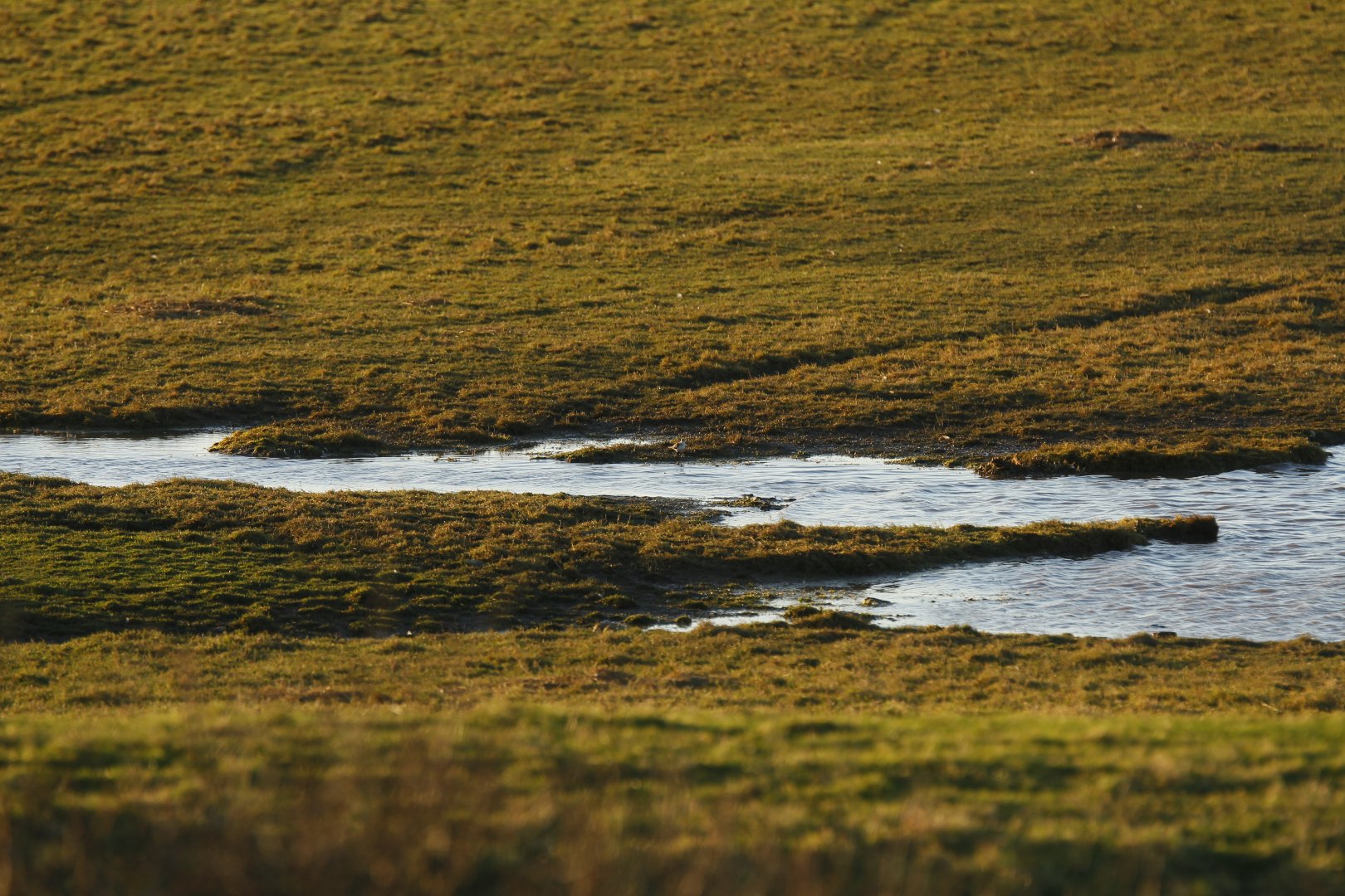 Little stint (Calidris minuta)