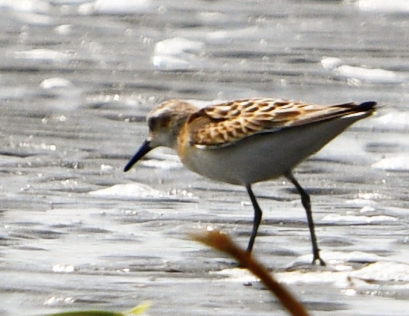 Little Stint ~ Funabashi Sanbanze Seaside Park