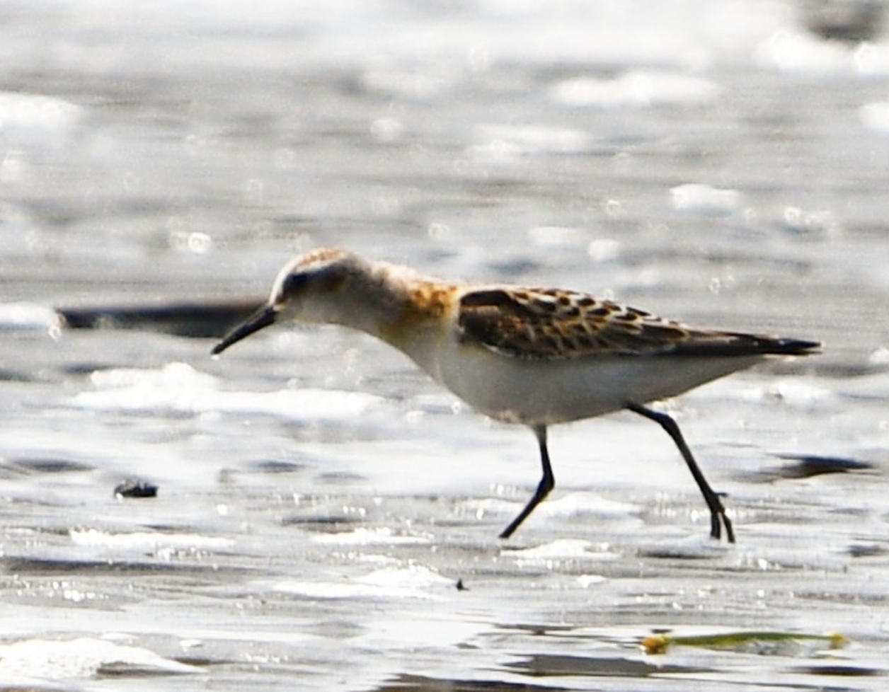 Little Stint ~ Funabashi Sanbanze Seaside Park