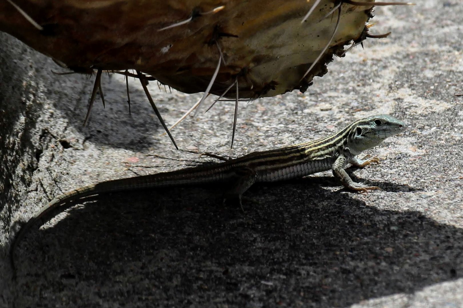 Little Striped Whiptail