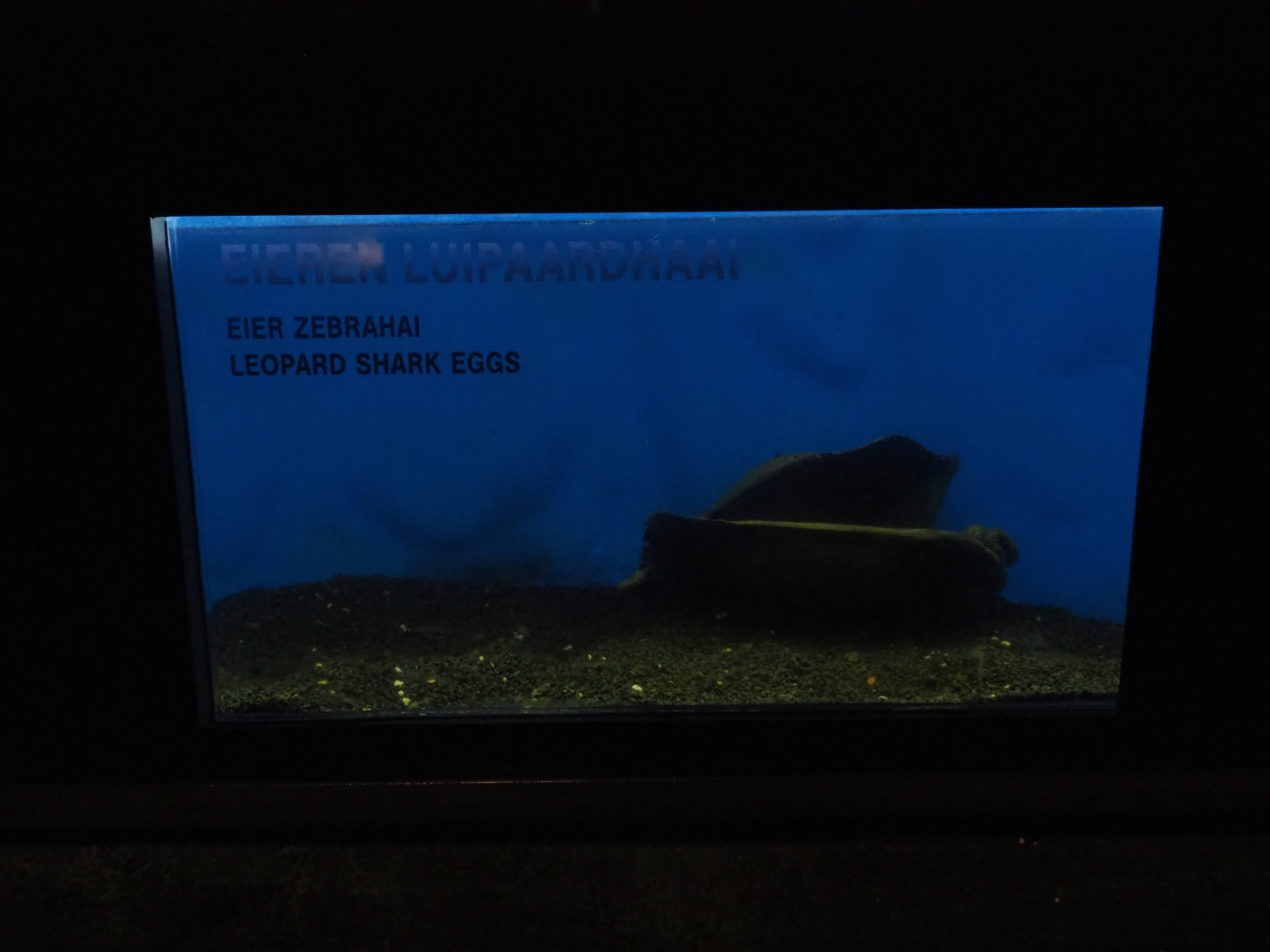 Little tank with zebra shark eggs (Sep 16th, 2018)