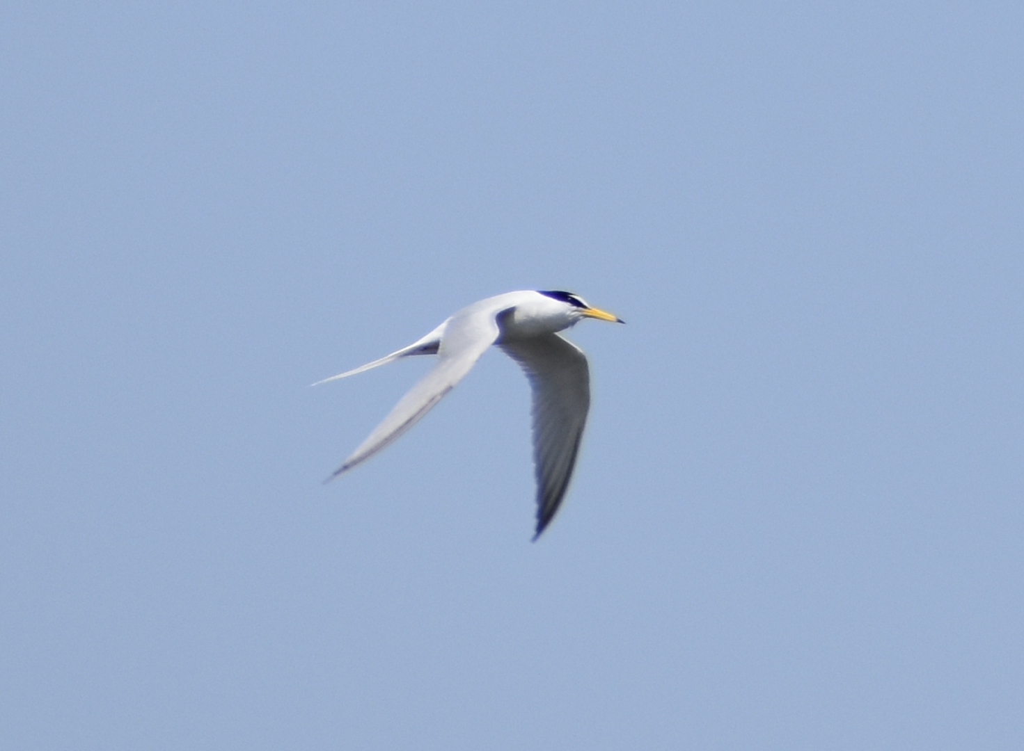 Little Tern ~ Kasai Rinkai Bird Sanctuary